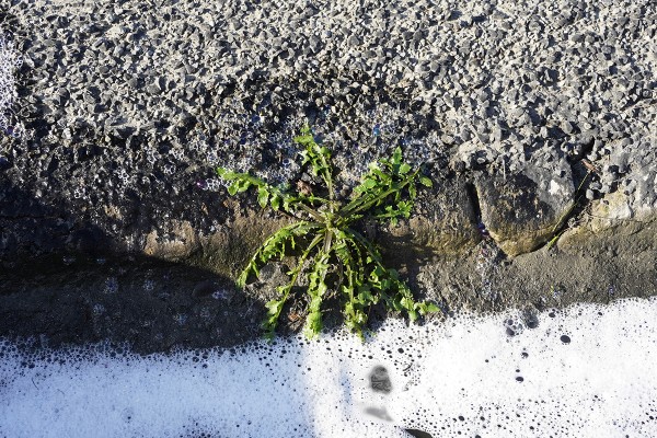 Buy weed in Christchurch